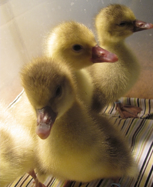 Pilgrim Geese - A critically endangered American breed