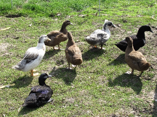 The ducklings are enjoying the sunshine on this beautiful day.