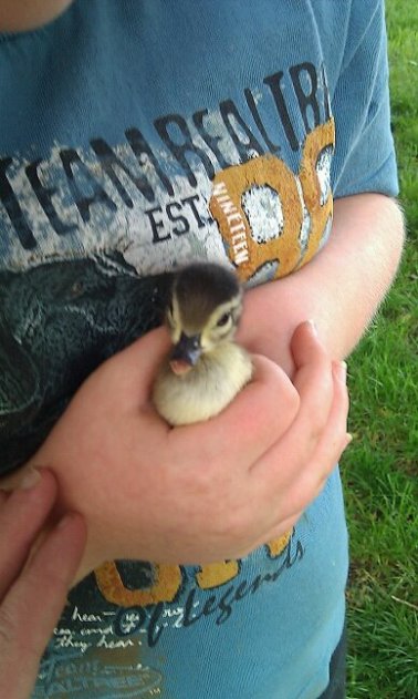 a wild baby wood duck hatched at Brown Fox Farm